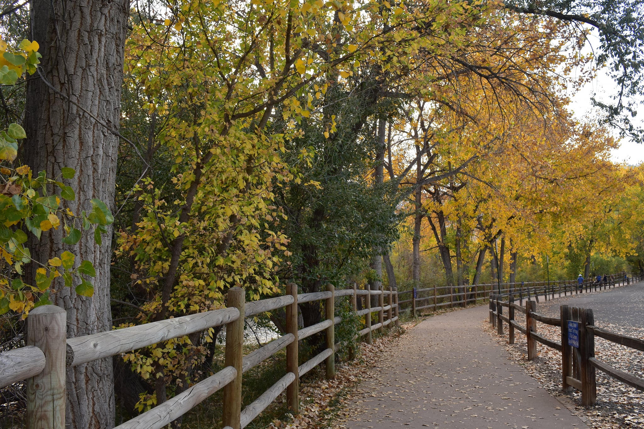 Clear Creek Trees During Fall